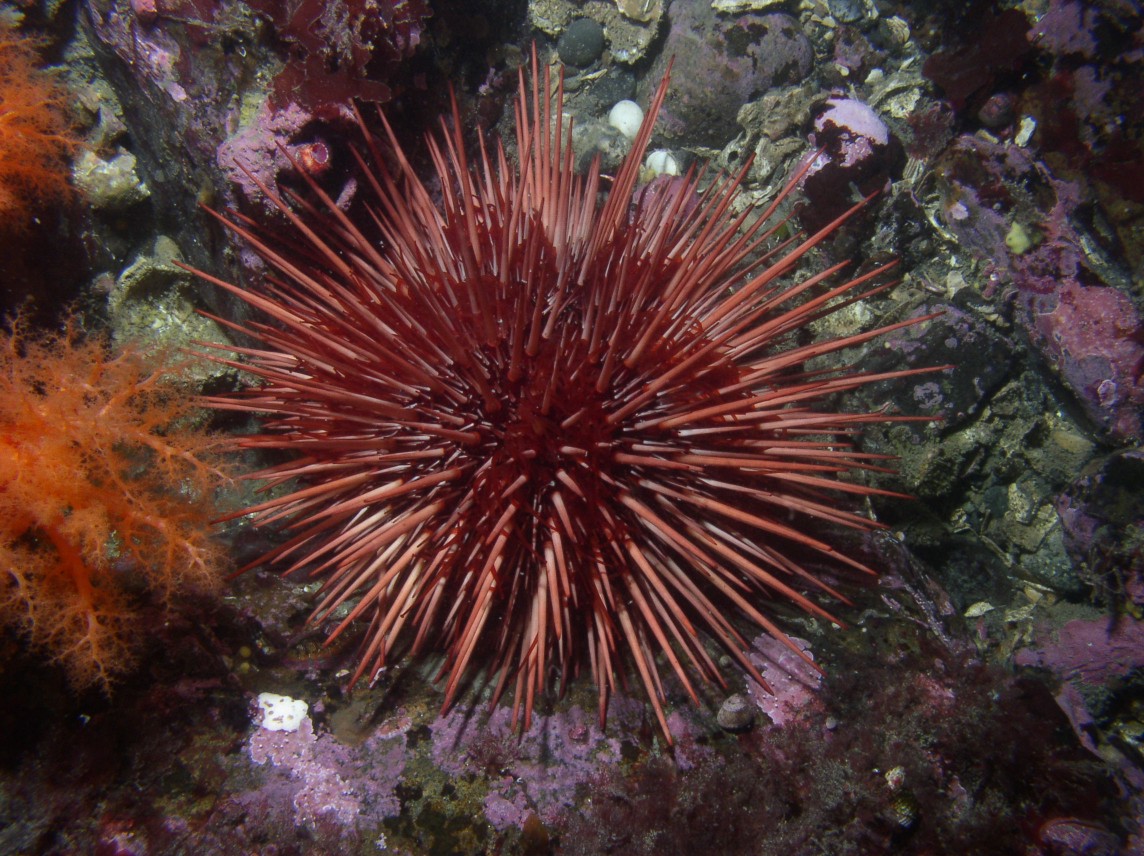 Mesocentrotus franciscanus Flonchi